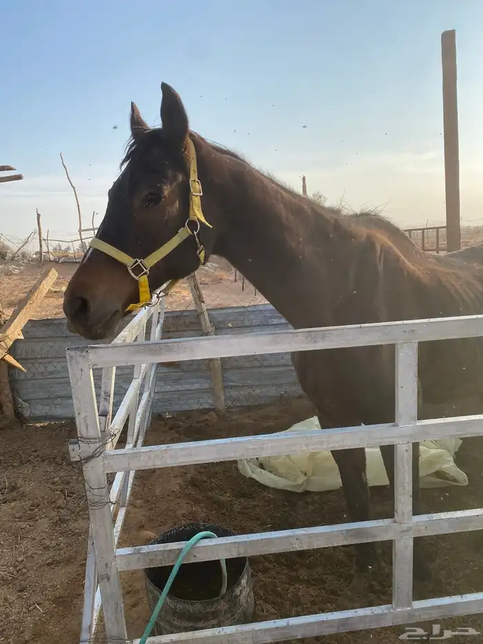 فرس انقليزي كفووو 1