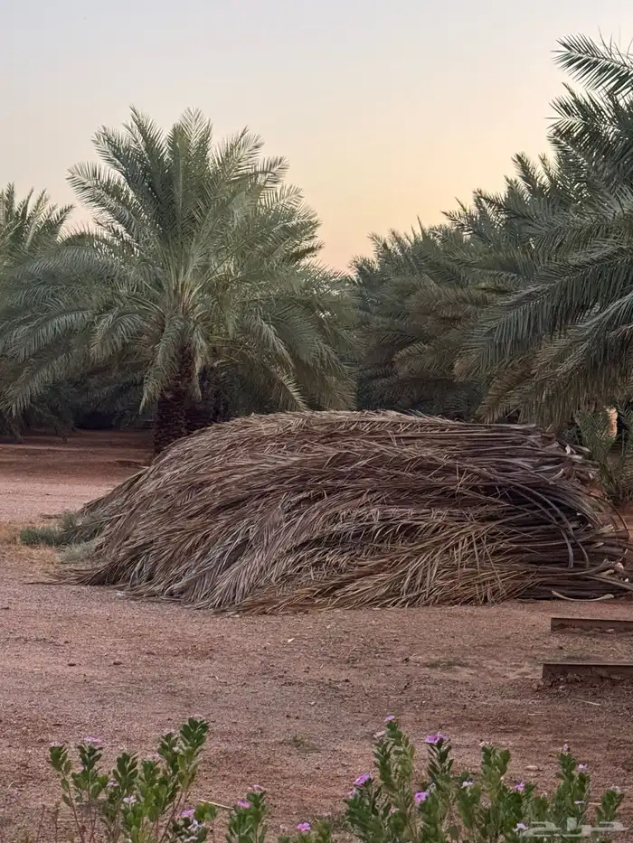 خوص عسيب سعف جريد نخل 2