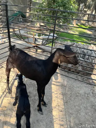 ماعز بيشي index