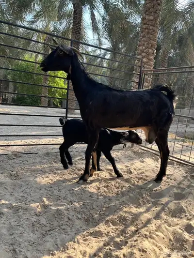 ماعز بيشي index