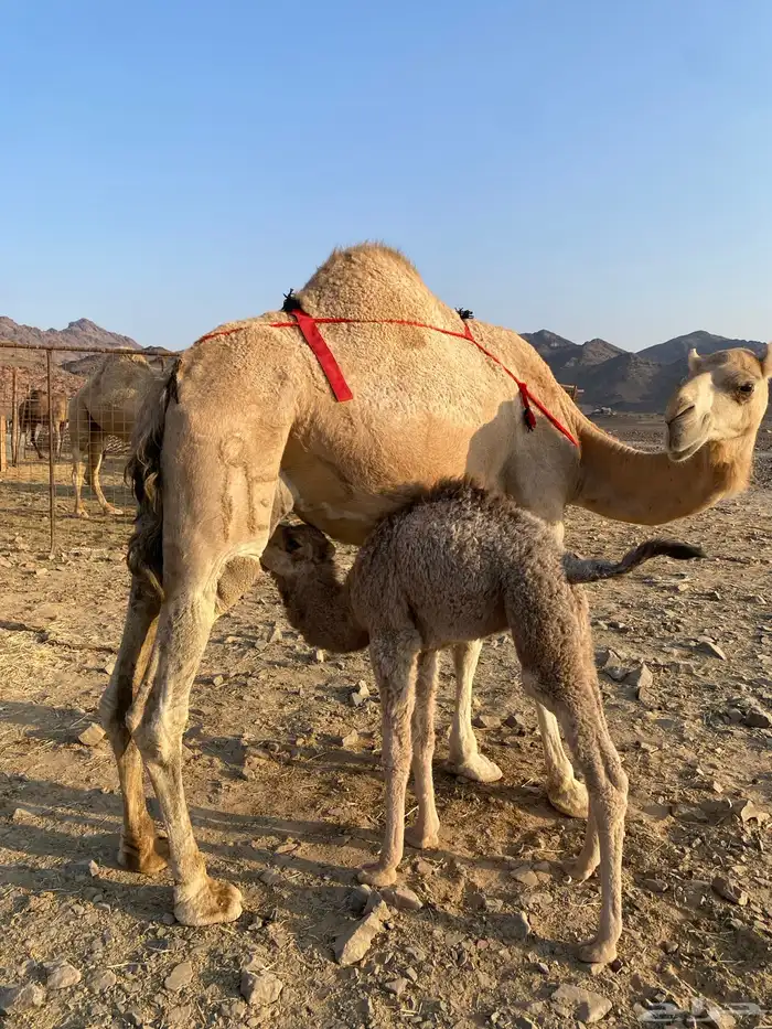 خلفه مصغر منيحه رقم واحد حليب سكر شرط الحد11500 1