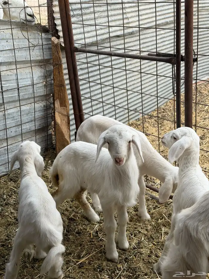 ضان حريات ولد ومضاريع نظيفه الحد 1350 0