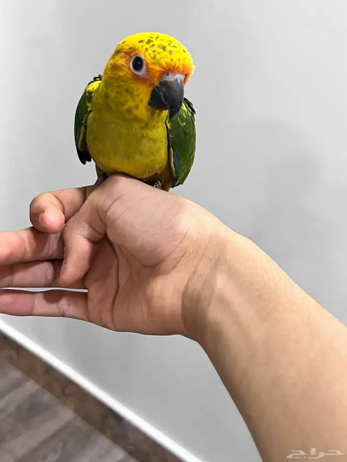 للبيع صن كنيور 1