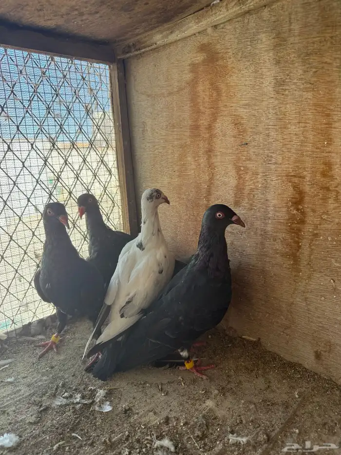 حمام طبات دنش وفحل سوداني جامبو 5