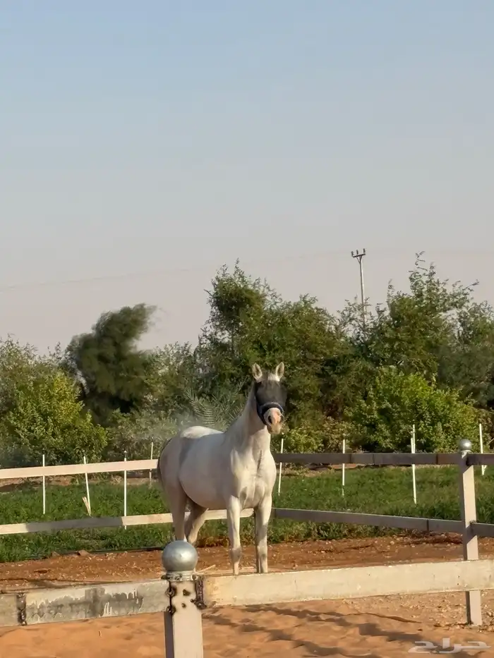 فرس واهو لقاح وشيخه 0