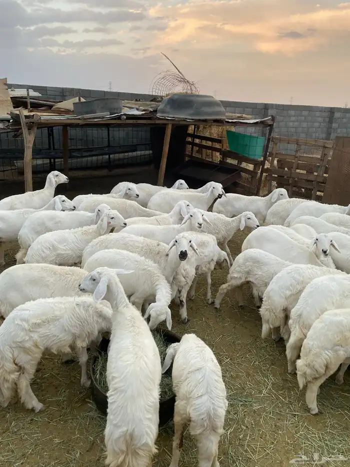 رخال للبيع بيشة 10