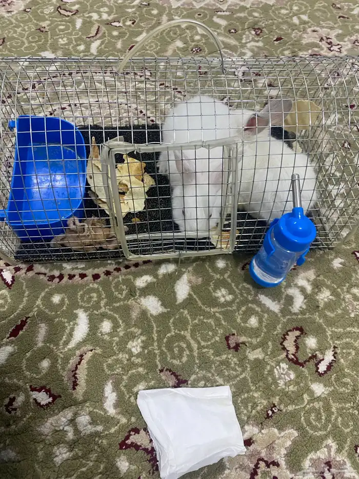 ارانب للبيع 1