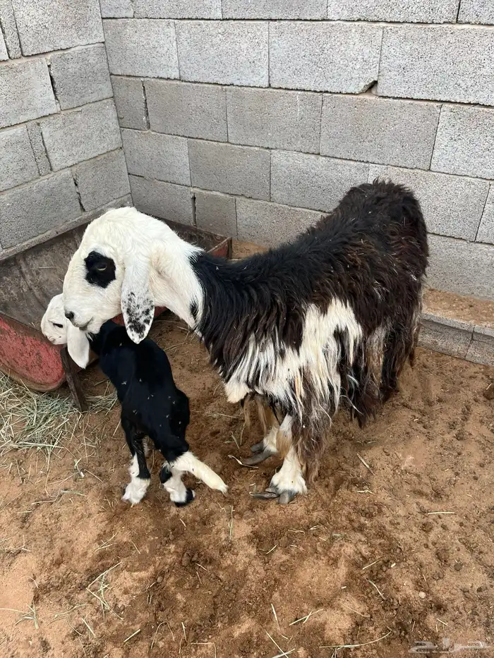 نعجبه والد 0