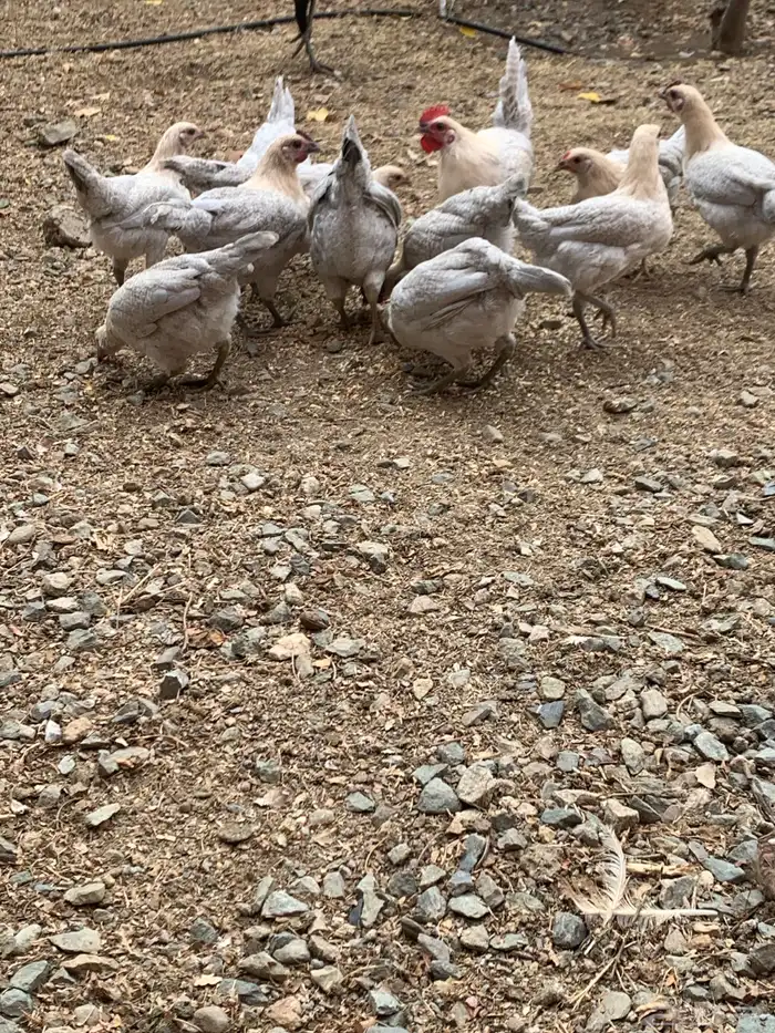 دجاج فيومي قولد ( بشاير ) 4