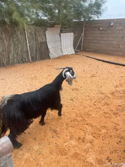 عنز حايل index