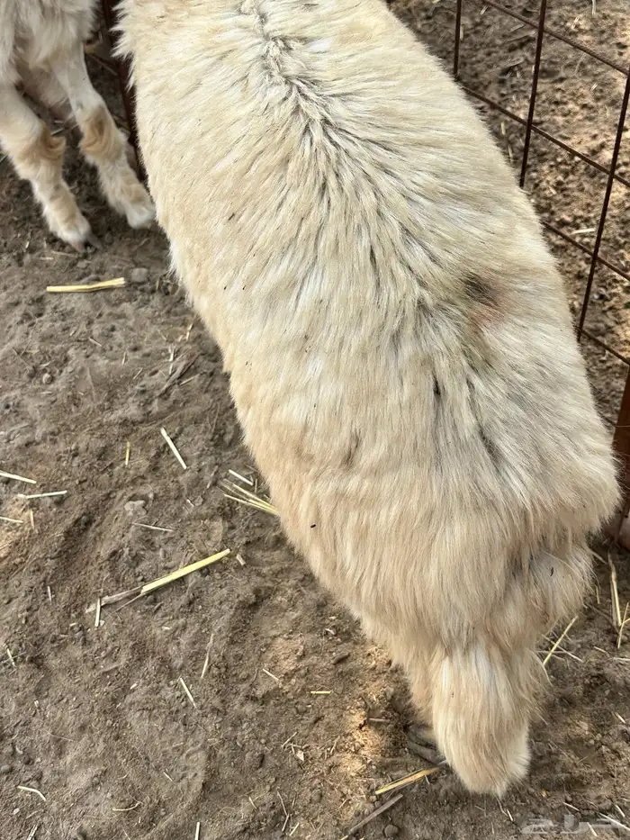 خروفين للبيع 5