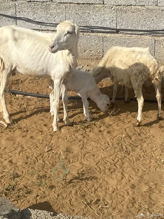 نعجه منتوج ثني معها رخل وفرير ماهو ولدها 4