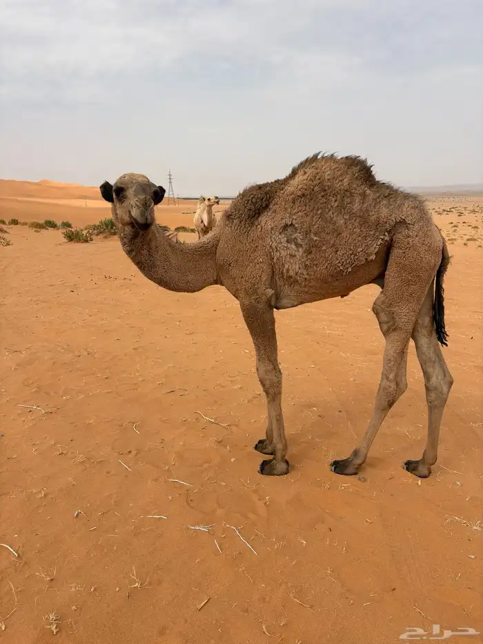 للبيع قعود 1