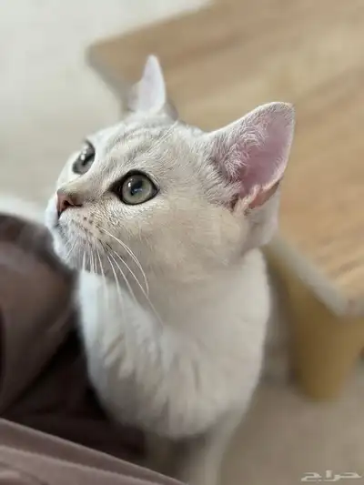 سكوتش ستريت ذكر index