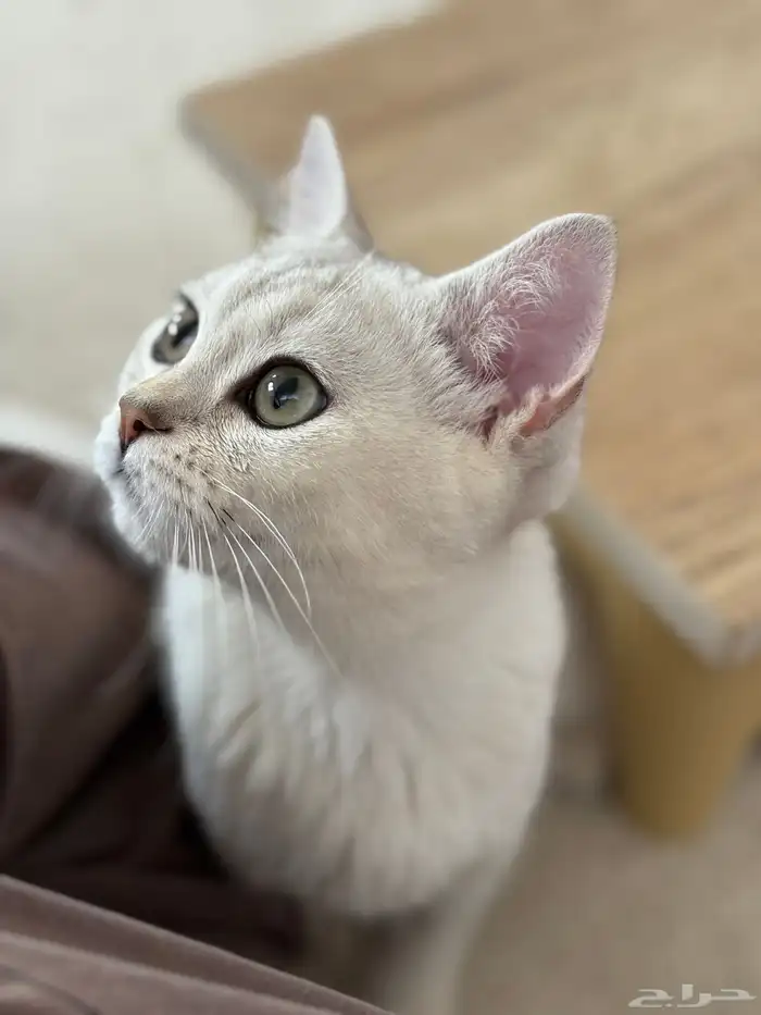 سكوتش ستريت ذكر 3