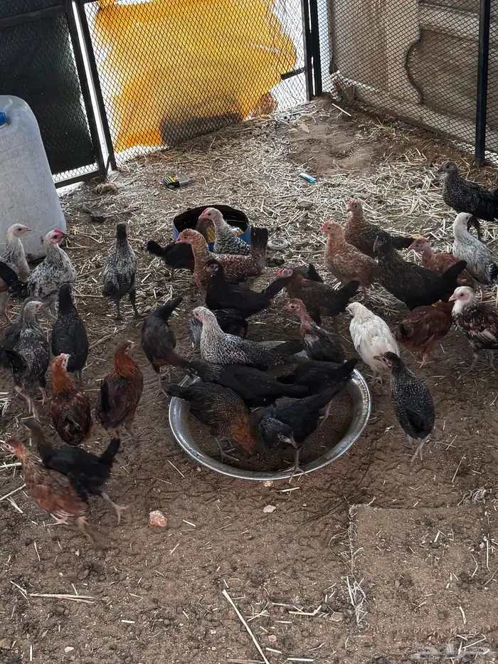 فراريج بلدي 1