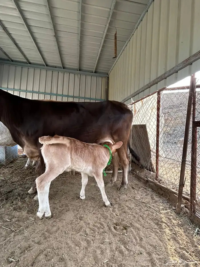 بقره سويسريه 1