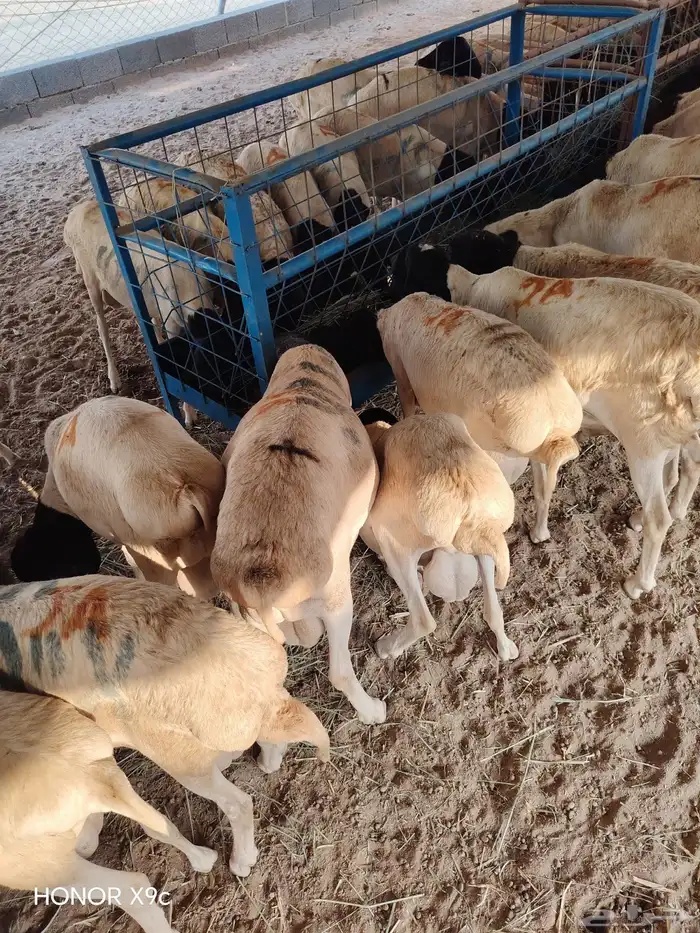 برابر صومالية جذعان جملة وتفريد 1