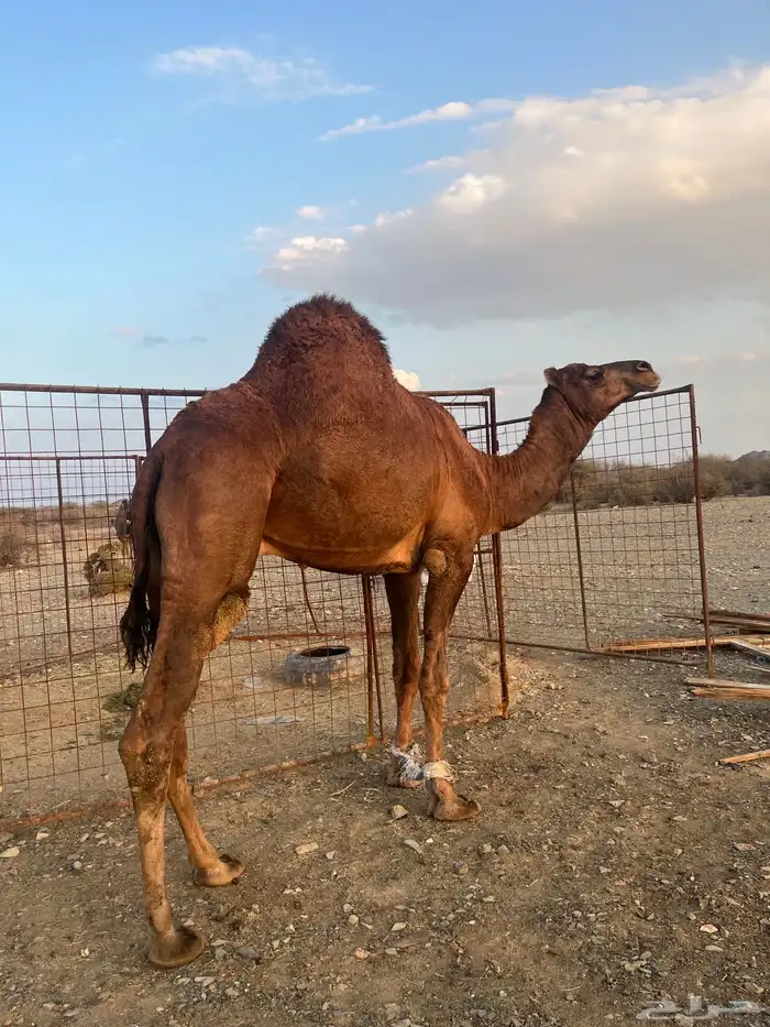 فحل احمر دم 3