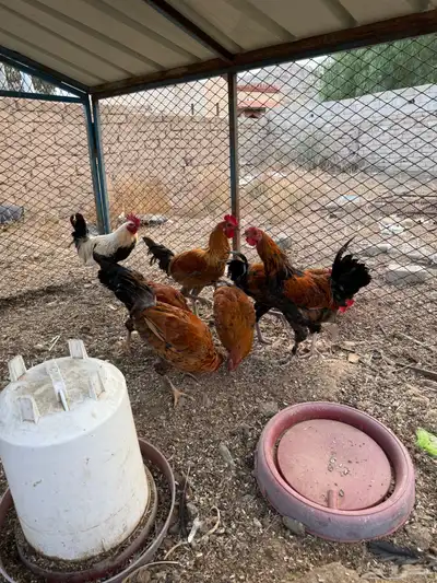 ديوك للبيع index