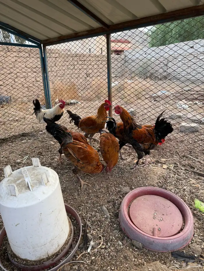 ديوك للبيع 0