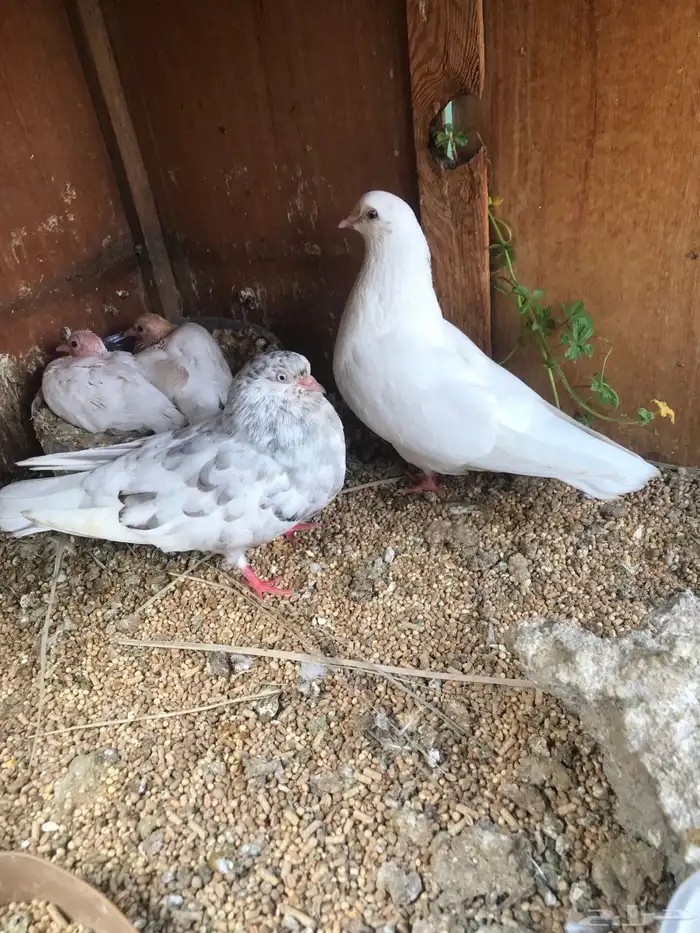 قلاب كوره الوان حلوه 7