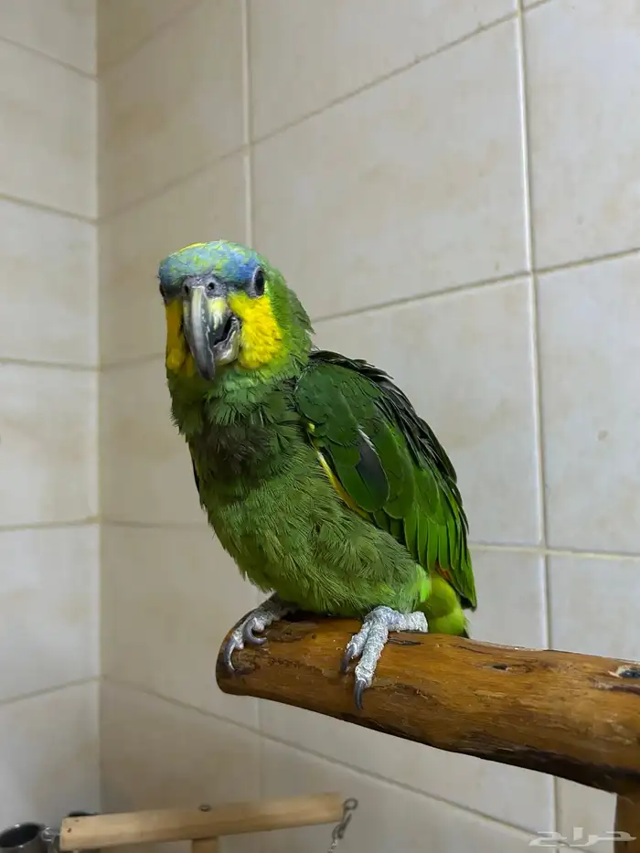 ببغاء امازوني 0