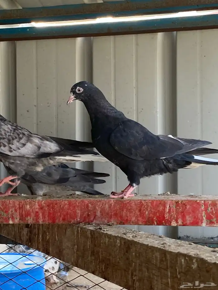 حمام قطيفي طبات ( تم البيع) 7