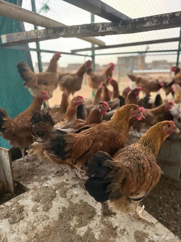 بيض دجاج فرنسي احمر كلومبي بيور ضخم 4