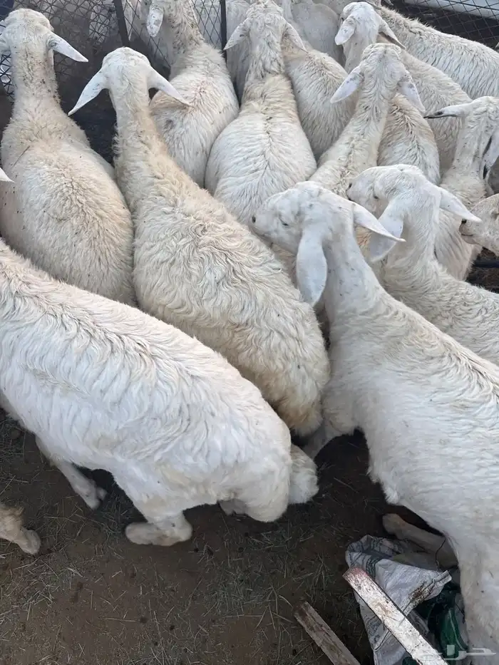 طليان جذعان للبيع 3