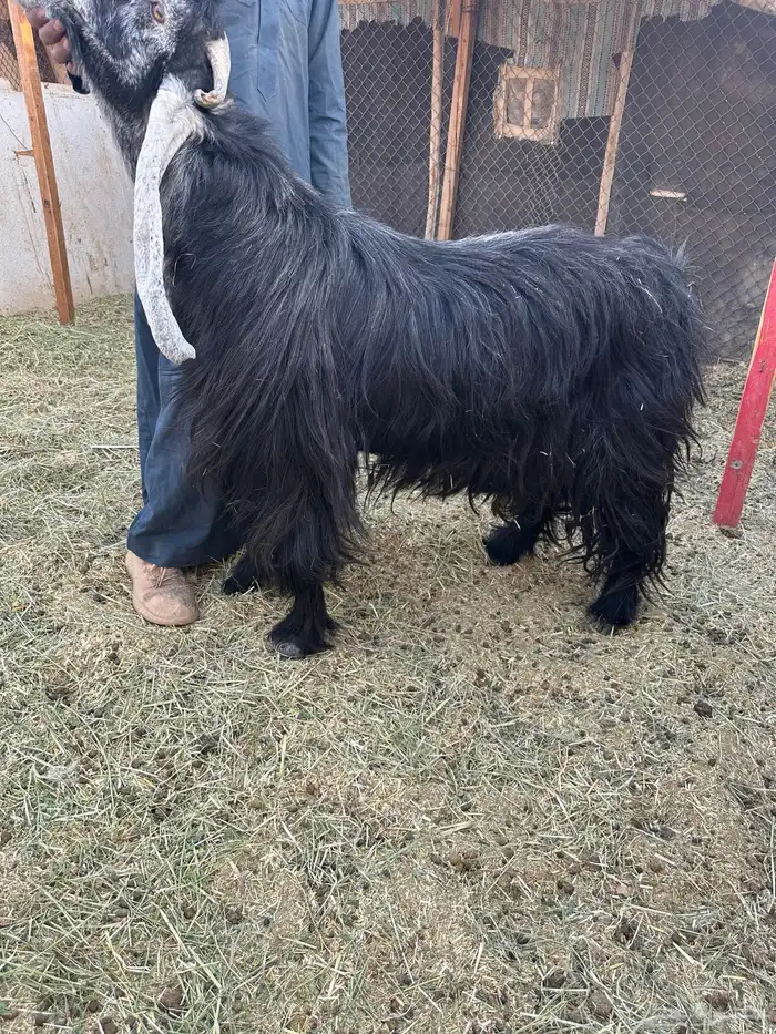 تيس فحل عارضي 1