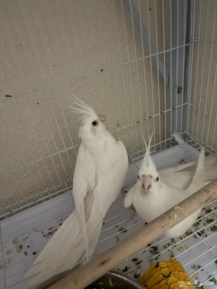 كروان لاتينو ومكتف والبينو وانثي طفره هاف بايد 3