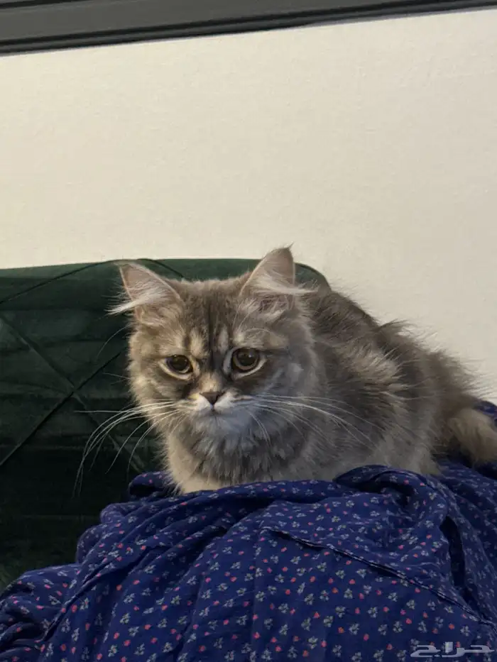 قط شيرازي مهجن همالايا 1