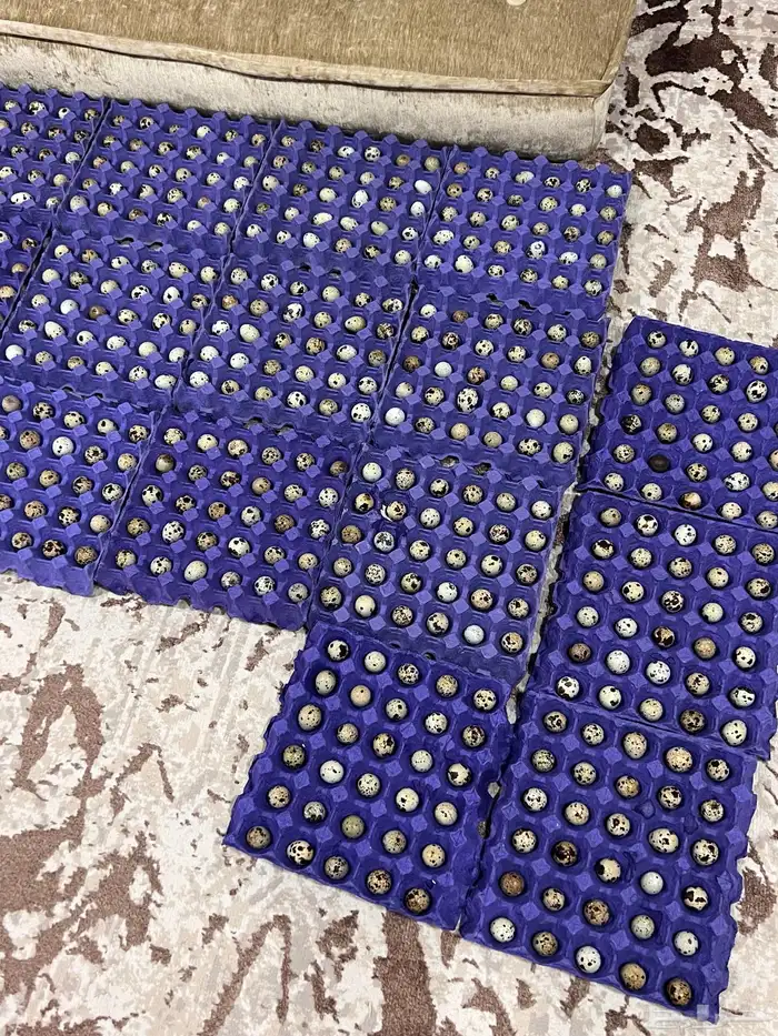 بيض مخصب سمان تكساس عملاق 1