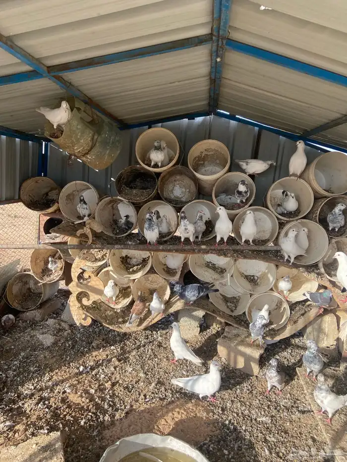 حمام فرنسي 4