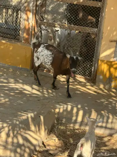 للبيع ماعز قزمية تشيكيه معها جفرة بيضاء ماكس من اب امريكي index