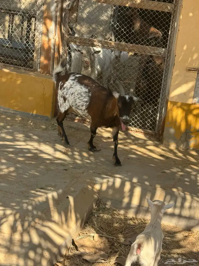 للبيع ماعز قزمية تشيكيه معها جفرة بيضاء ماكس من اب امريكي 0