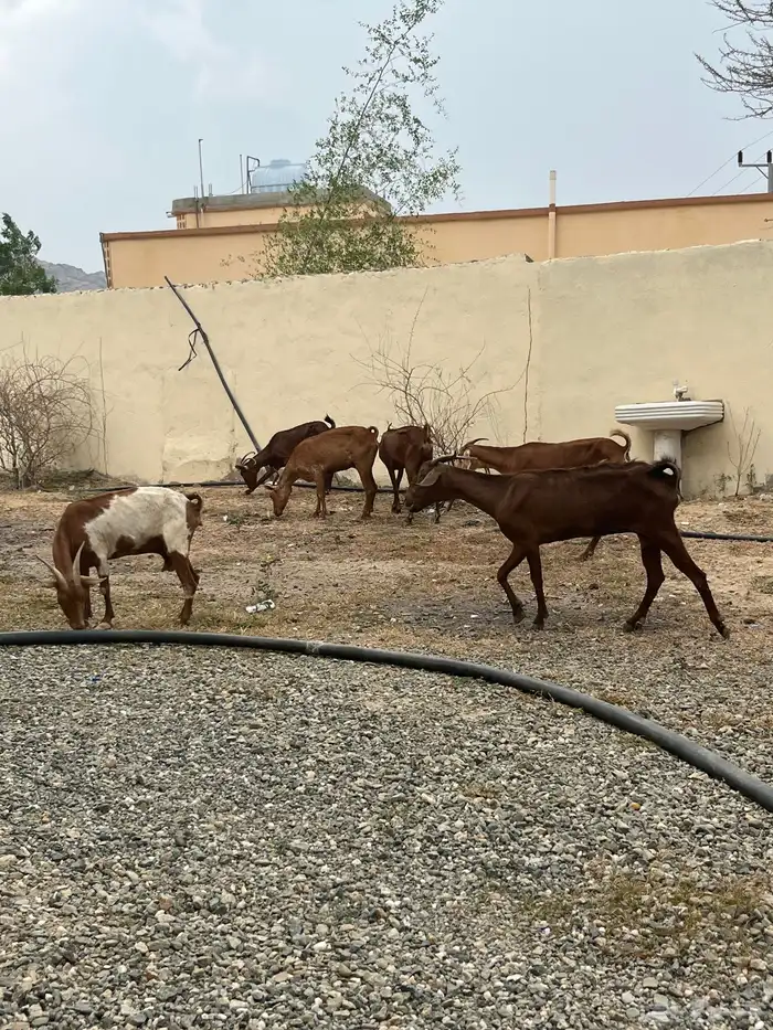 غنم للبيع والعدد 8 3