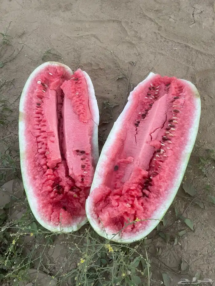 حبحب حملة هيالكس 1