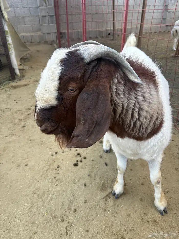 تيس بورقوت 1