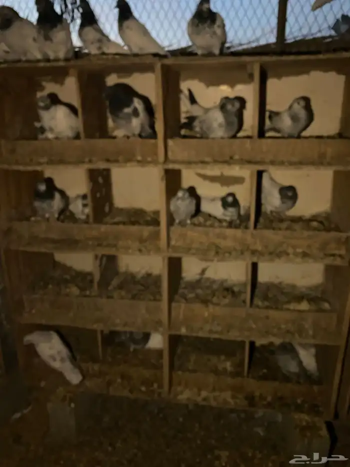 حمام باكستاني امهات 7