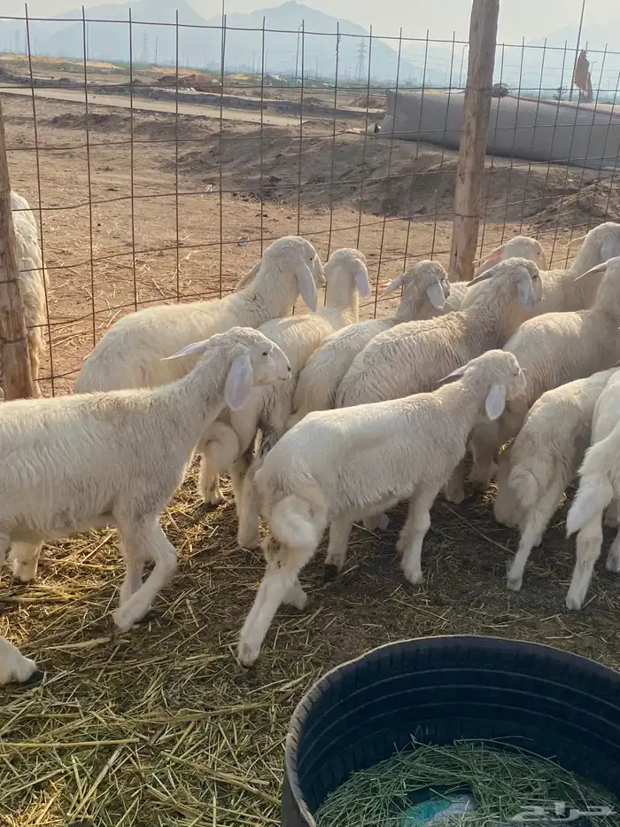 غنم خلفات 10