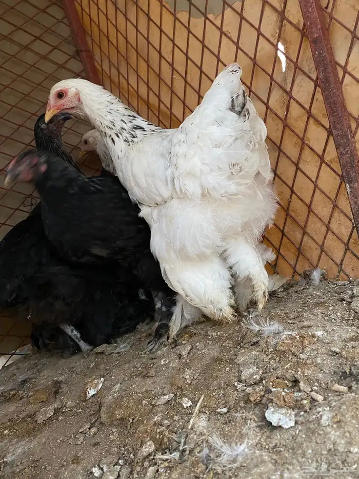 فروخ على مستوى 1