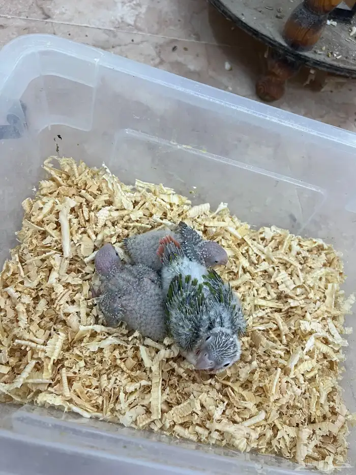 فروخ كنيور وكروان تقبل الغر ومشروطه وحجم 3