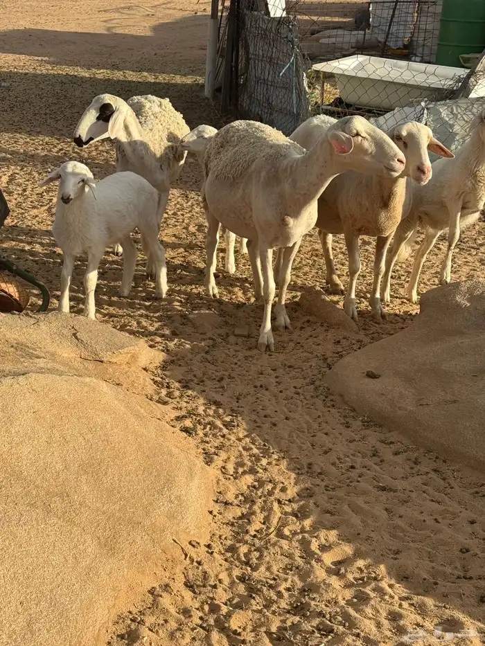 ضان استرالي خلفات 1