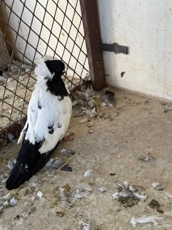 حمام طبات دنش وفحل سوداني جامبو 3