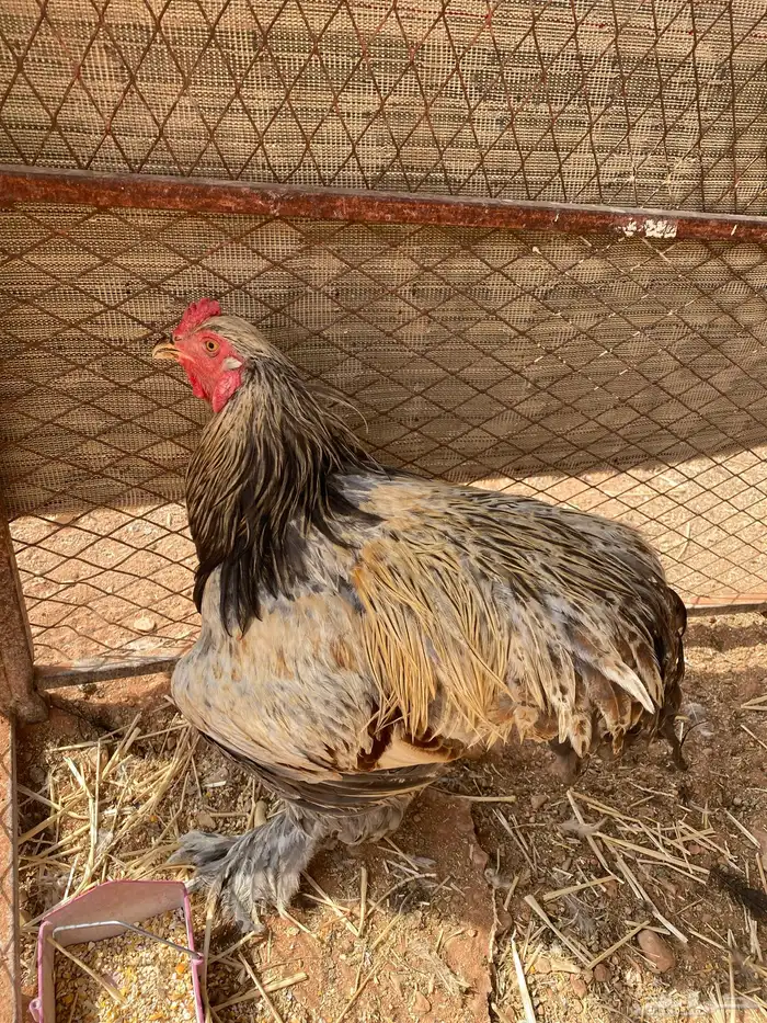 دجاج ودياك براهما 1