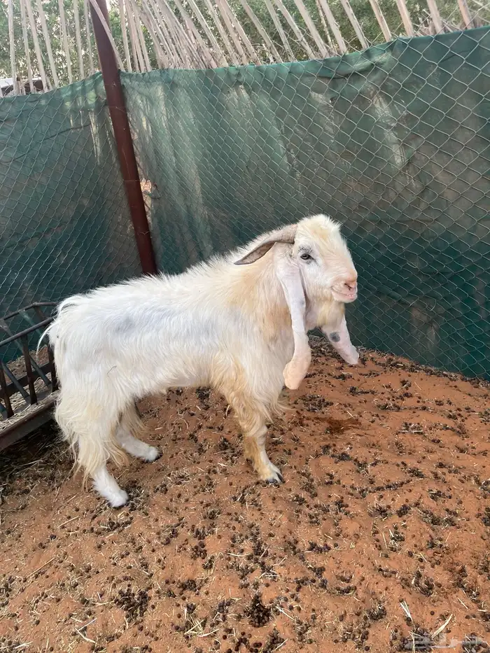 فحل تيس هولند عارضي ابرص 1