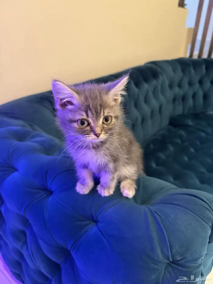 سكوتش ستريت ذكر 2