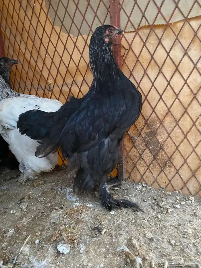 فروخ على مستوى 5